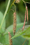 Great smokey mountain sedge